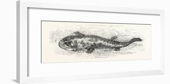 The Salamander-null-Framed Giclee Print
