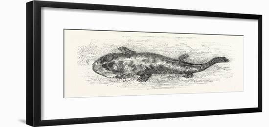 The Salamander-null-Framed Giclee Print