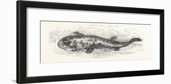 The Salamander-null-Framed Giclee Print