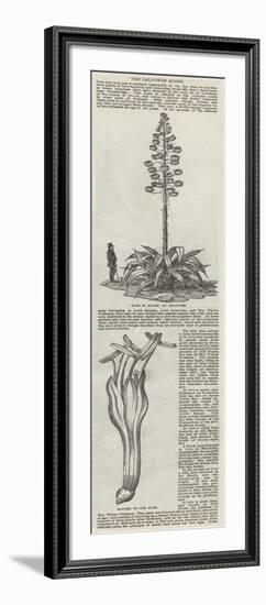 The Salcombe Aloes-null-Framed Giclee Print