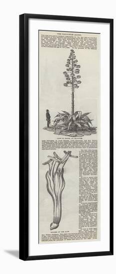 The Salcombe Aloes-null-Framed Giclee Print