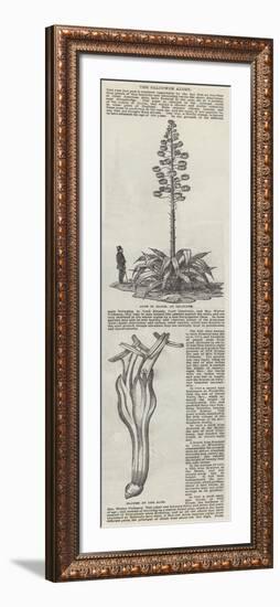 The Salcombe Aloes-null-Framed Giclee Print