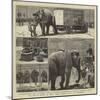 The Sale by Auction of Myers' Great American Circus and Hippodrome-John Charles Dollman-Mounted Giclee Print