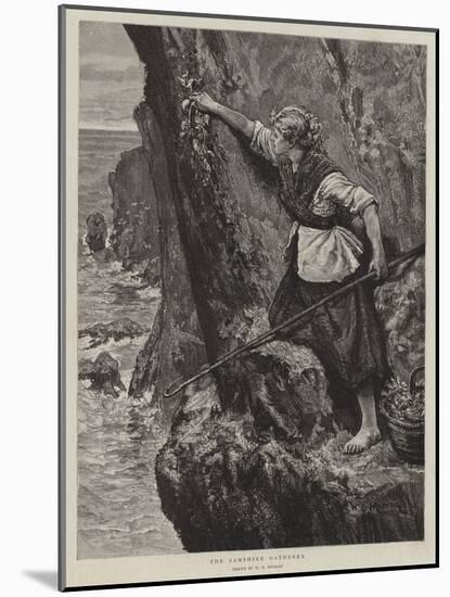 The Samphire Gatherer-William Bazett Murray-Mounted Giclee Print