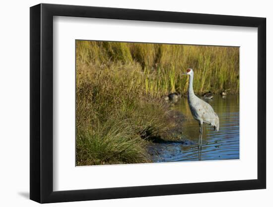 The sandhill crane is a large North American crane.-Richard Wright-Framed Photographic Print