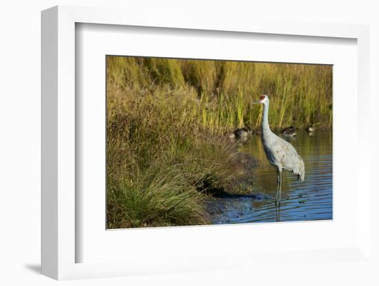 The sandhill crane is a large North American crane.-Richard Wright-Framed Photographic Print