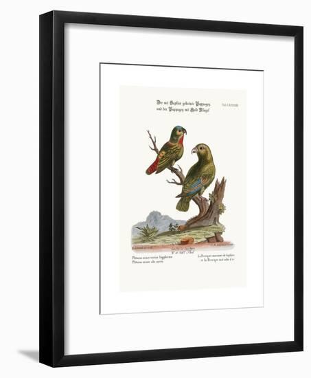 The Sapphire-Crowned Parrakeet, and the Golden-Winged Parrakeet, 1749-73-George Edwards-Framed Giclee Print