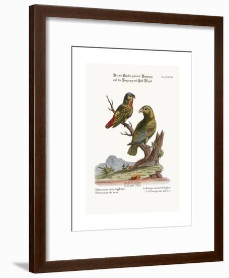 The Sapphire-Crowned Parrakeet, and the Golden-Winged Parrakeet, 1749-73-George Edwards-Framed Giclee Print