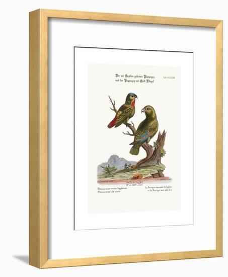The Sapphire-Crowned Parrakeet, and the Golden-Winged Parrakeet, 1749-73-George Edwards-Framed Giclee Print