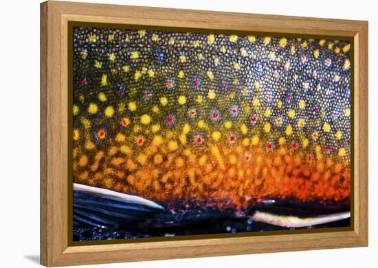 The Scales of a Spawning Male Brook Trout in Southern Patagonia, Argentina-Matt Jones-Framed Premier Image Canvas