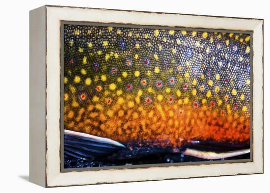 The Scales of a Spawning Male Brook Trout in Southern Patagonia, Argentina-Matt Jones-Framed Premier Image Canvas