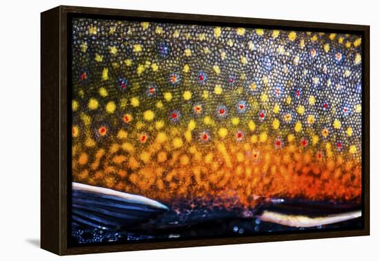 The Scales of a Spawning Male Brook Trout in Southern Patagonia, Argentina-Matt Jones-Framed Premier Image Canvas