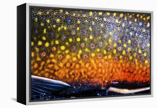 The Scales of a Spawning Male Brook Trout in Southern Patagonia, Argentina-Matt Jones-Framed Premier Image Canvas