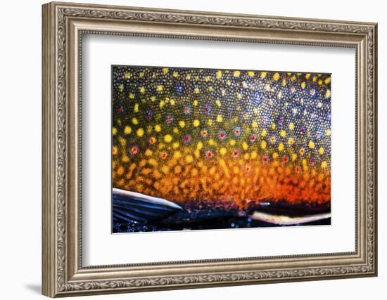 The Scales of a Spawning Male Brook Trout in Southern Patagonia, Argentina-Matt Jones-Framed Photographic Print