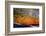 The Scales of a Spawning Male Brook Trout in Southern Patagonia, Argentina-Matt Jones-Framed Photographic Print