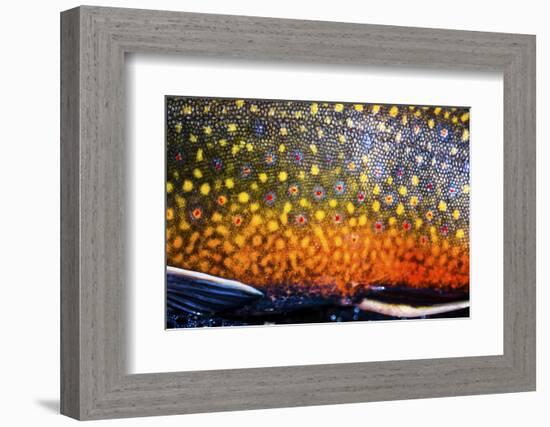 The Scales of a Spawning Male Brook Trout in Southern Patagonia, Argentina-Matt Jones-Framed Photographic Print