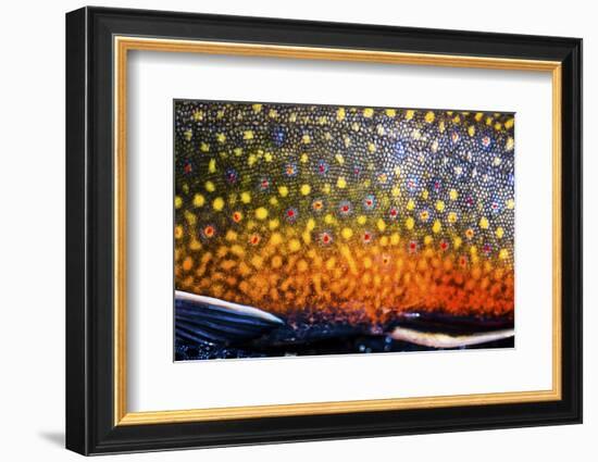 The Scales of a Spawning Male Brook Trout in Southern Patagonia, Argentina-Matt Jones-Framed Photographic Print