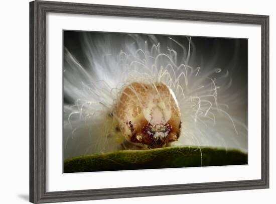 The Scarce Merveille Du Jour (Moma Alpium) Caterpillar with Urticating Hairs-Solvin Zankl-Framed Photographic Print