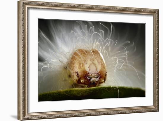 The Scarce Merveille Du Jour (Moma Alpium) Caterpillar with Urticating Hairs-Solvin Zankl-Framed Photographic Print