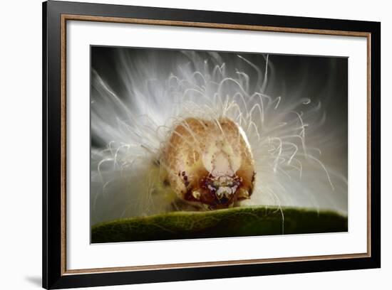 The Scarce Merveille Du Jour (Moma Alpium) Caterpillar with Urticating Hairs-Solvin Zankl-Framed Photographic Print