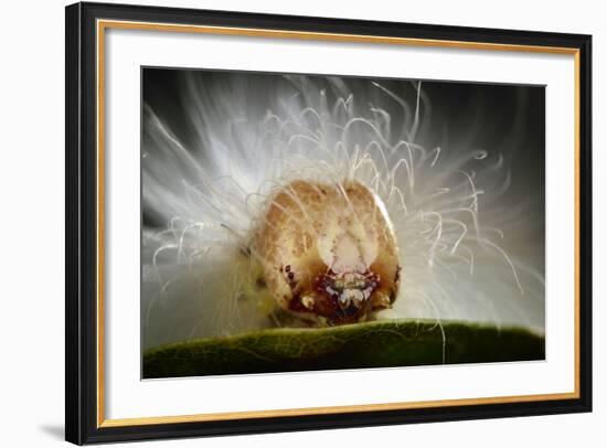 The Scarce Merveille Du Jour (Moma Alpium) Caterpillar with Urticating Hairs-Solvin Zankl-Framed Photographic Print