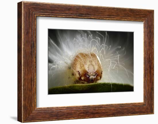 The Scarce Merveille Du Jour (Moma Alpium) Caterpillar with Urticating Hairs-Solvin Zankl-Framed Photographic Print