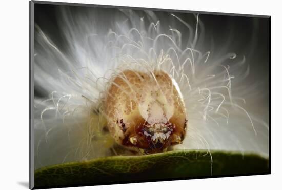 The Scarce Merveille Du Jour (Moma Alpium) Caterpillar with Urticating Hairs-Solvin Zankl-Mounted Photographic Print