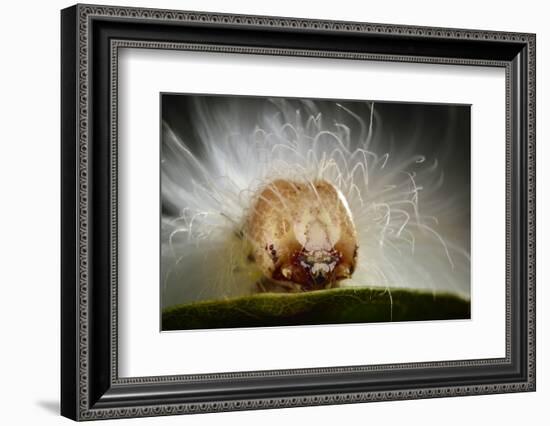 The Scarce Merveille Du Jour (Moma Alpium) Caterpillar with Urticating Hairs-Solvin Zankl-Framed Photographic Print