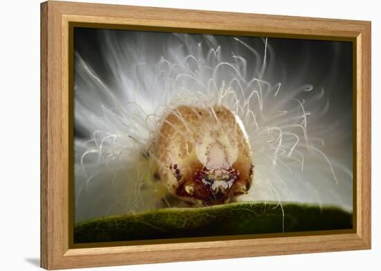 The Scarce Merveille Du Jour (Moma Alpium) Caterpillar with Urticating Hairs-Solvin Zankl-Framed Premier Image Canvas