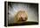 The Scarce Merveille Du Jour (Moma Alpium) Caterpillar with Urticating Hairs-Solvin Zankl-Framed Premier Image Canvas