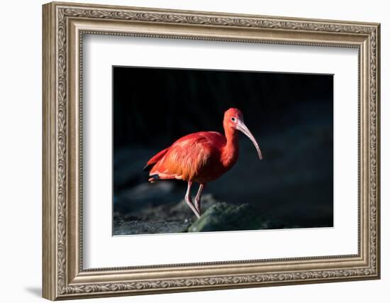 The Scarlet Ibis (Eudocimus Ruber), United Kingdom, Europe-John Alexander-Framed Photographic Print