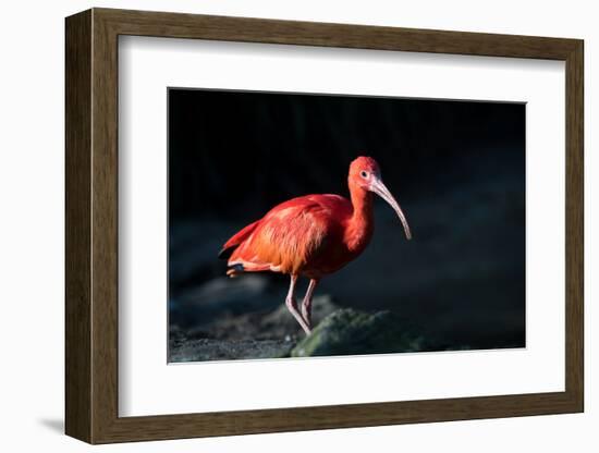 The Scarlet Ibis (Eudocimus Ruber), United Kingdom, Europe-John Alexander-Framed Photographic Print