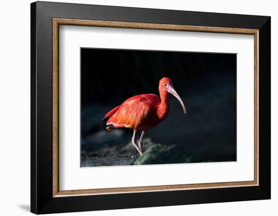 The Scarlet Ibis (Eudocimus Ruber), United Kingdom, Europe-John Alexander-Framed Photographic Print