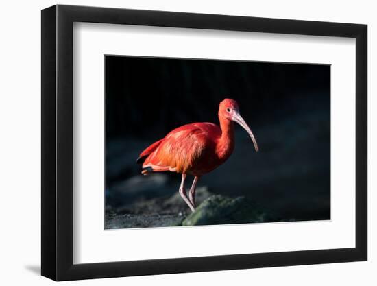 The Scarlet Ibis (Eudocimus Ruber), United Kingdom, Europe-John Alexander-Framed Photographic Print