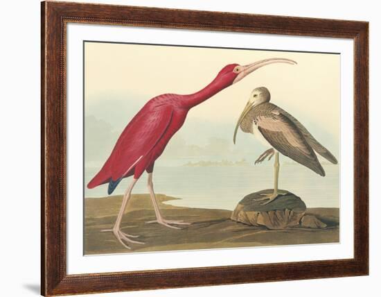 The Scarlet Ibis-John James Audubon-Framed Premium Giclee Print