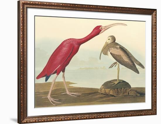 The Scarlet Ibis-John James Audubon-Framed Premium Giclee Print