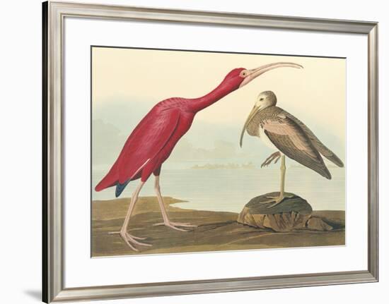 The Scarlet Ibis-John James Audubon-Framed Premium Giclee Print