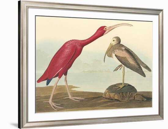 The Scarlet Ibis-John James Audubon-Framed Premium Giclee Print