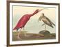 The Scarlet Ibis-John James Audubon-Framed Premium Giclee Print