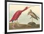 The Scarlet Ibis-John James Audubon-Framed Premium Giclee Print