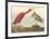 The Scarlet Ibis-John James Audubon-Framed Premium Giclee Print