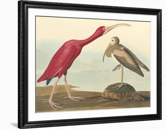 The Scarlet Ibis-John James Audubon-Framed Premium Giclee Print