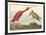 The Scarlet Ibis-John James Audubon-Framed Premium Giclee Print