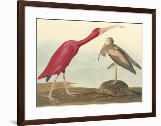 The Scarlet Ibis-John James Audubon-Framed Premium Giclee Print