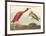 The Scarlet Ibis-John James Audubon-Framed Premium Giclee Print