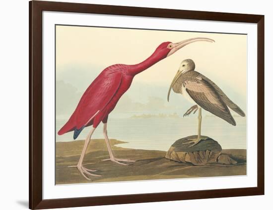 The Scarlet Ibis-John James Audubon-Framed Premium Giclee Print