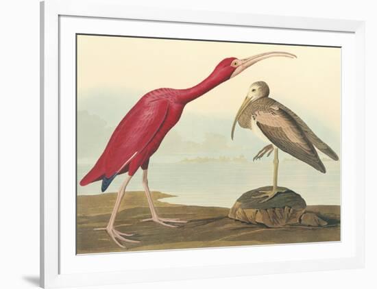 The Scarlet Ibis-John James Audubon-Framed Premium Giclee Print