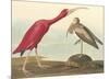 The Scarlet Ibis-John James Audubon-Mounted Premium Giclee Print