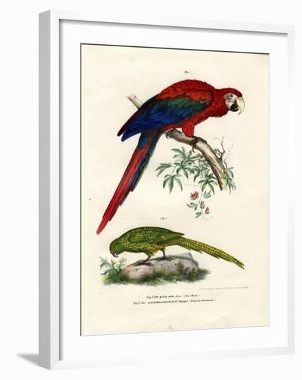 The Scarlet Macaw, 1864-null-Framed Giclee Print