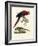 The Scarlet Macaw, 1864-null-Framed Giclee Print